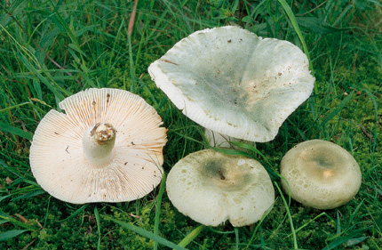  Image name: Russula_virescens6.jpg 
 width: 430 pixel 
 height: 281 pixel 
 Size: 85034 bytes 
 Click to enlarge 